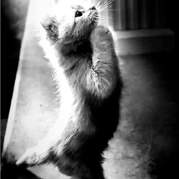 Meet your Posher, Josh - Picture 1 of 1